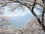 Cherry Blossoms and the Alps from Mt. Hikarujo